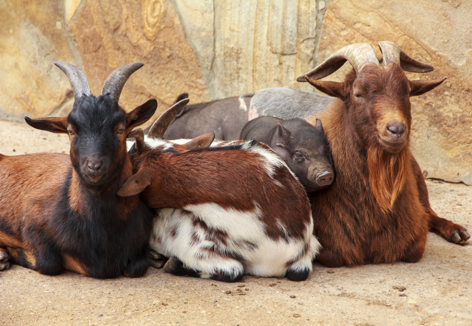 Frienship of goats and pigs