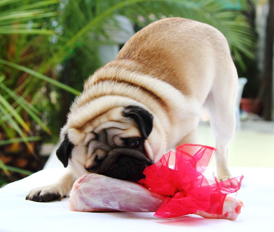 Present for the cute pug