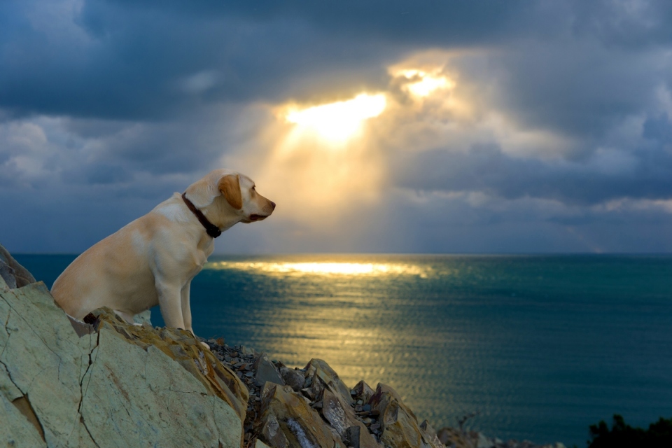 Labrador at the sea