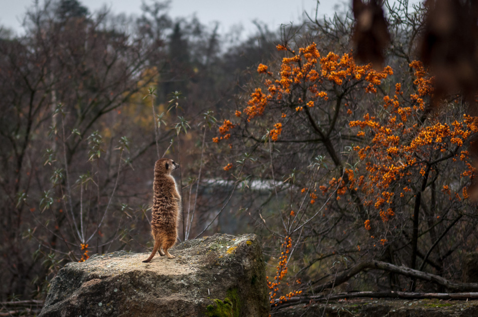 Meerkat