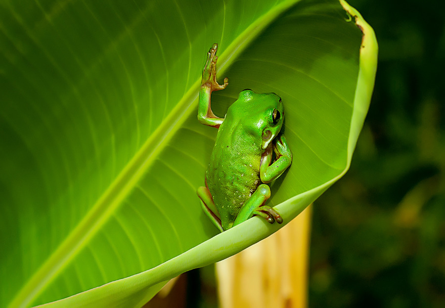 Green frog Green frog