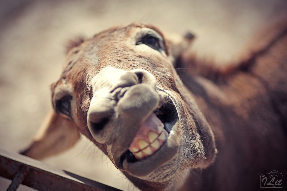 Laughing camel