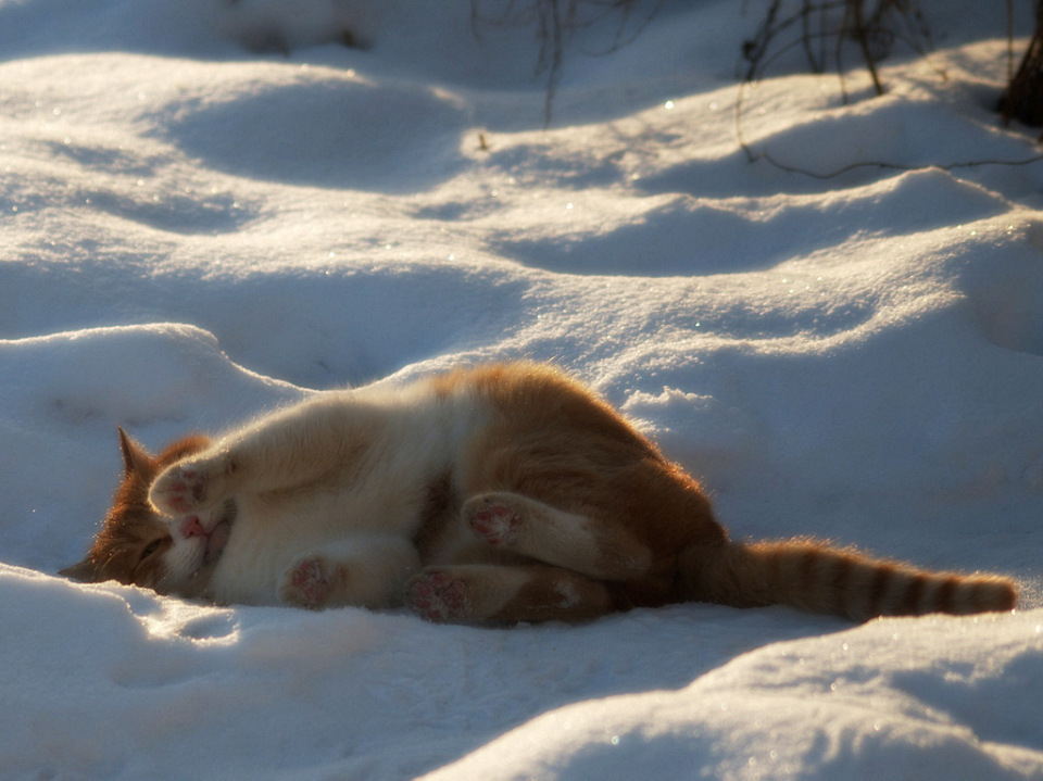 Red cat in the snowdrift