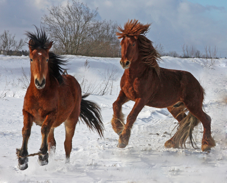 Beautiful horses in winter field