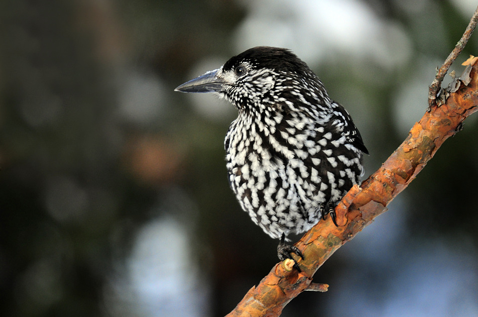 Black-and-white nutcracker