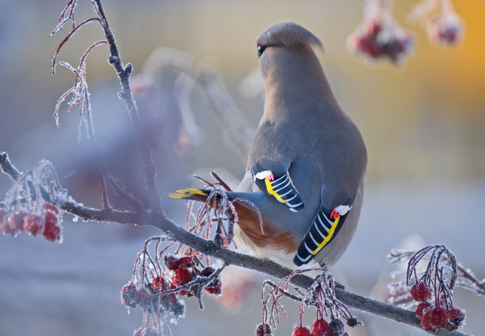 Beautiful bohemian waxwing