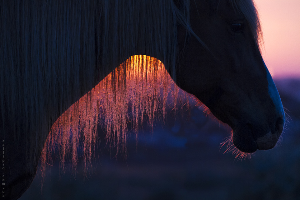 Dawn through mane