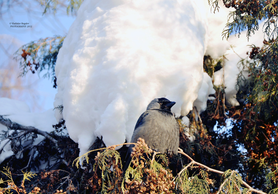 Imperturbable bird