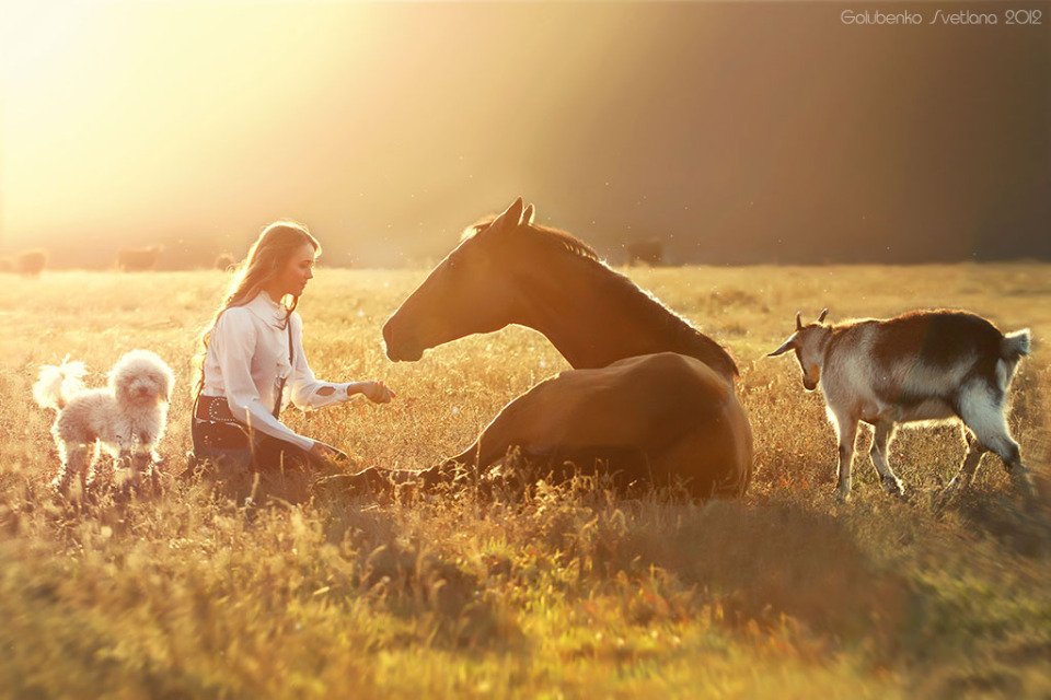 Girl, horse, dog and goat in the field