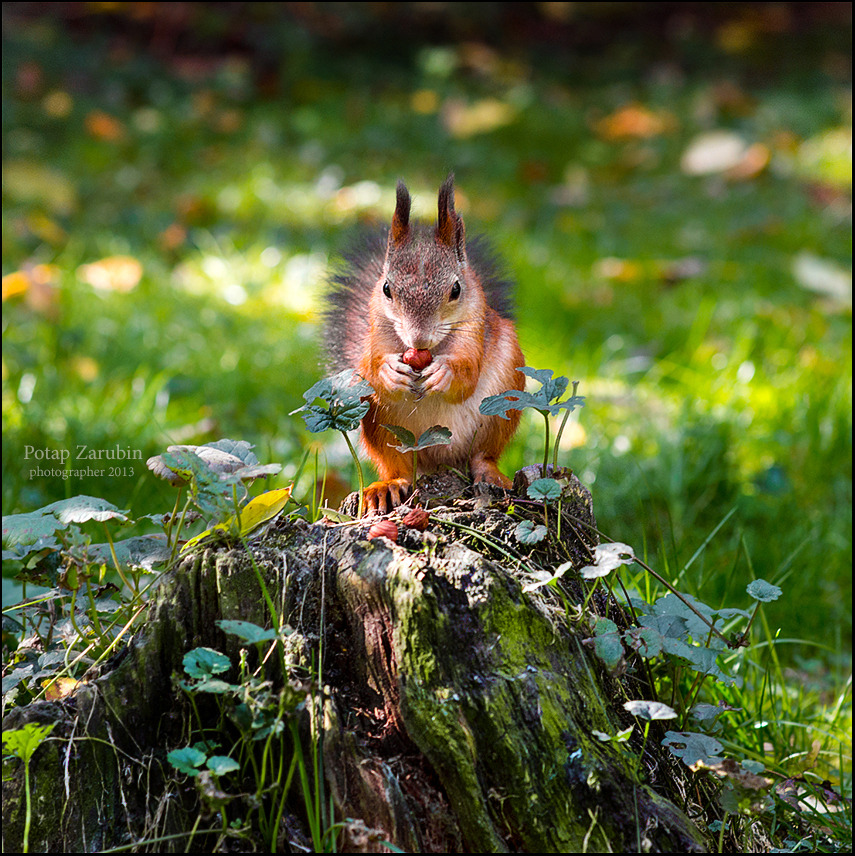 Squirrel eats nuts on the stump