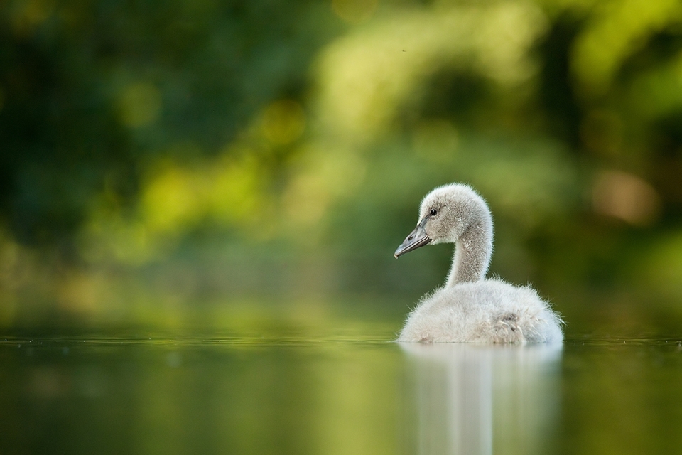 Little duck swimming in the pond