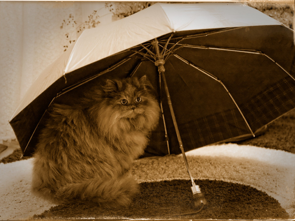 Cute cat under an umbrella  	