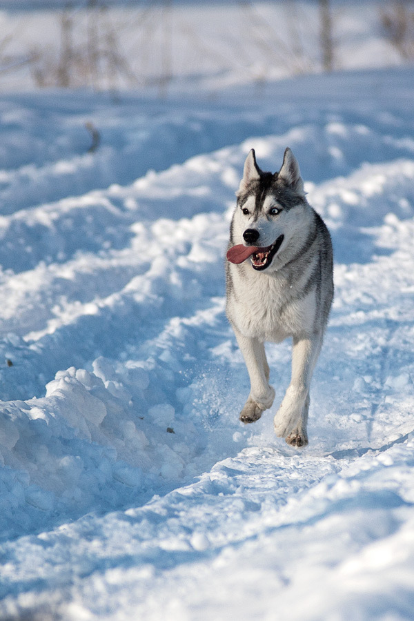 Running husky