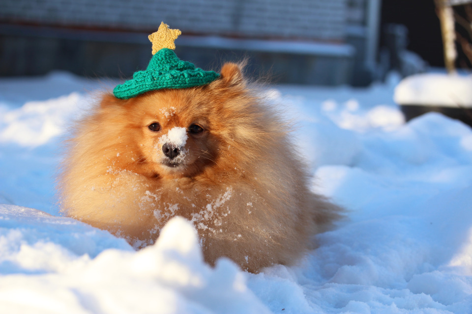 Dog wears hat