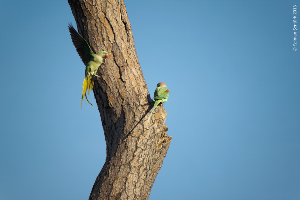 Two parrots