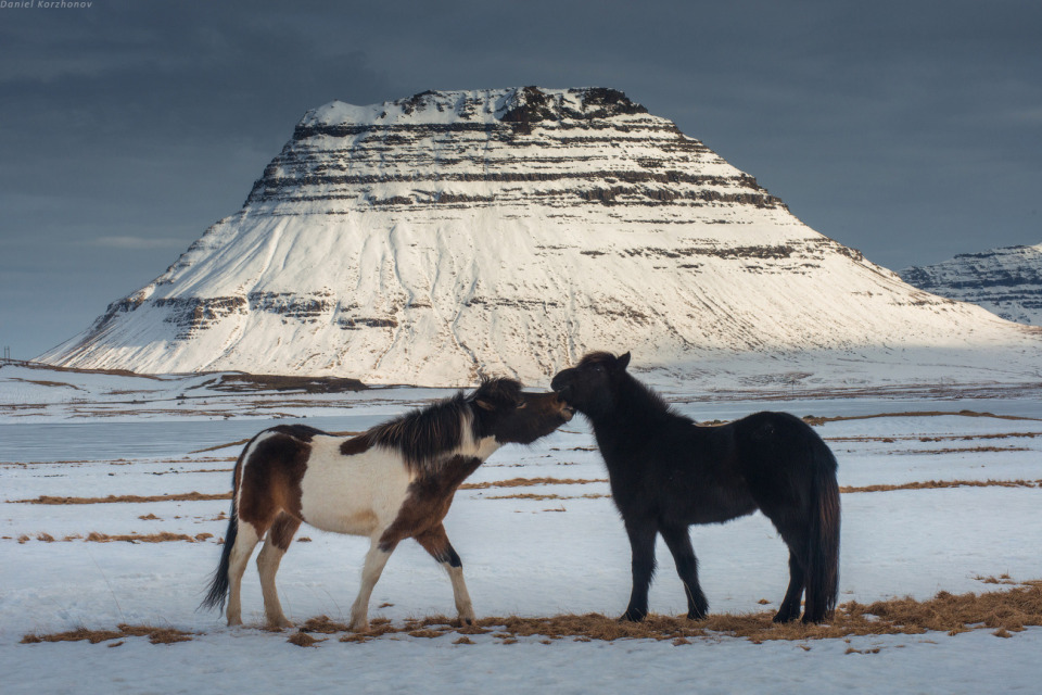 Horses kissing