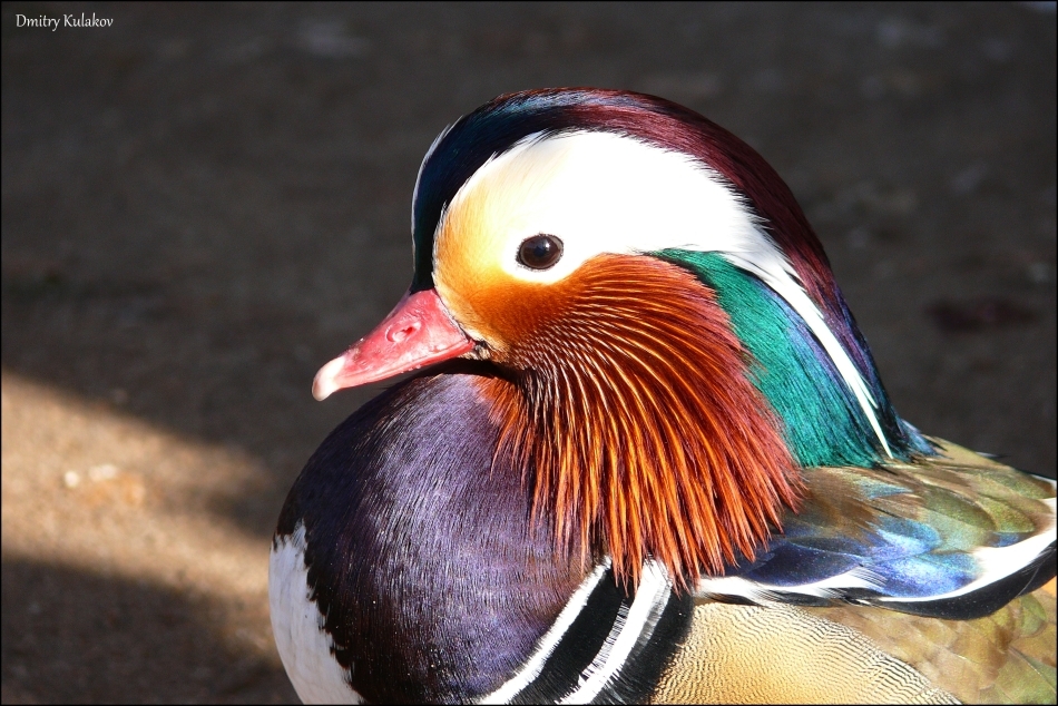 Mandarin duck