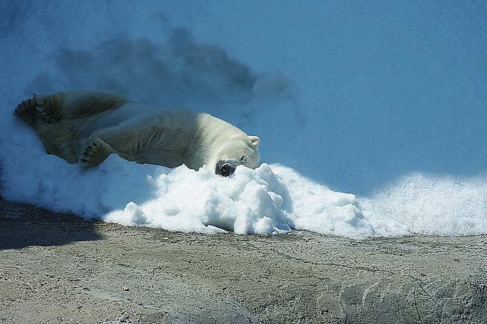 Polar bear lying in snow