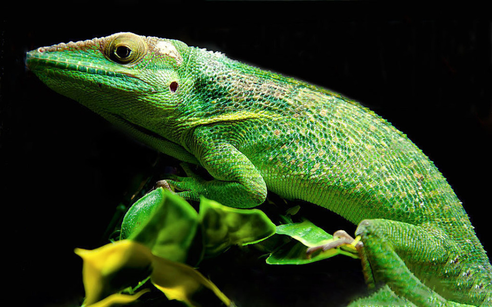 The knight anole