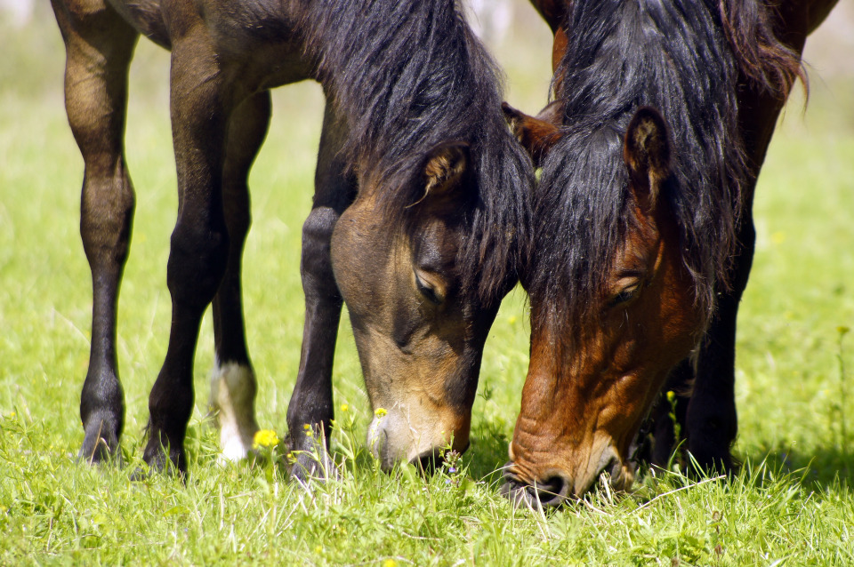 Two horses are in love