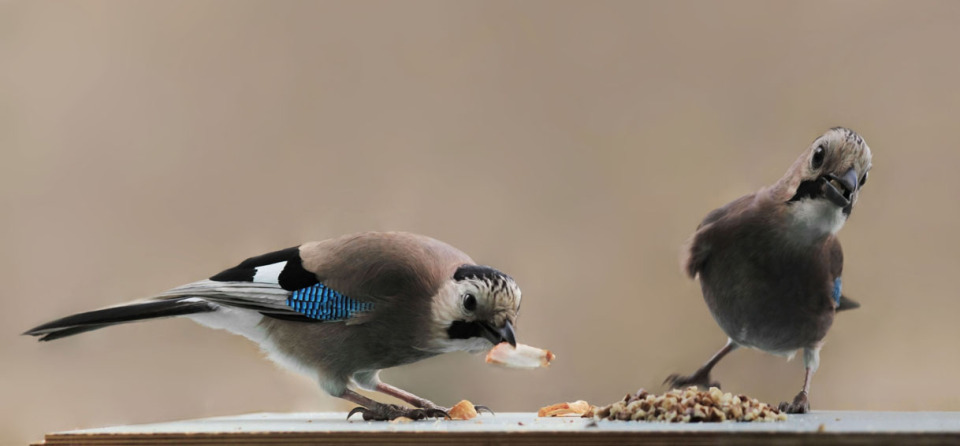 Two cute jays