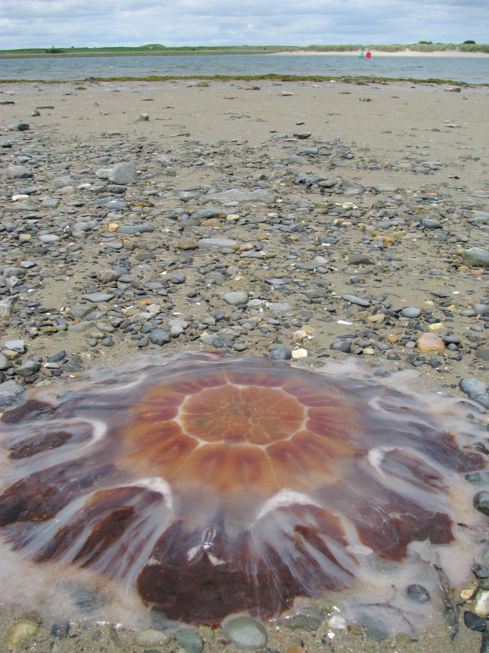 Giant jelly-fish