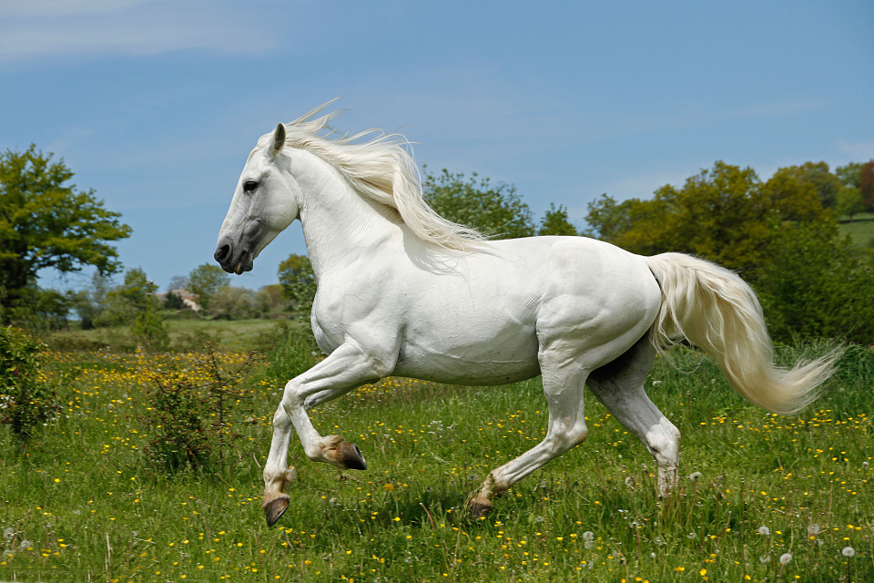 Snow-white beautiful horse