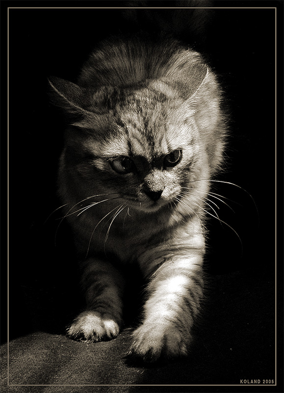 Portrait of a predator | black and white, motion, cat