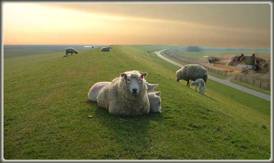 At the pasture